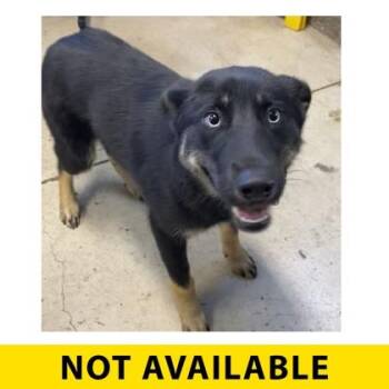 Lua -  Mixed Breed Dog for Adoption in Eugene, Oregon - Lua | PetCurious