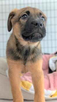 Mars -  Mixed Breed Dog for Adoption in St. Augustine, Florida - Mars | PetCurious