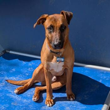 Labrador Retriever Dogs Available for Adoption in Wake Forest, North Carolina - Randy | PetCurious