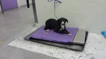 Labrador Retriever and Mixed Breed Dogs Available for Adoption in Houston, Texas - LAURA | PetCurious