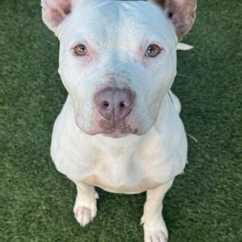 Peanut --Courtesy Post. Out of town pet. See below for details-- -  Pit Bull Terrier Dog for Adoption in Eagle, Idaho - Peanut --Courtesy Post. Out Of Town Pet. See Below For Details-- | PetCurious