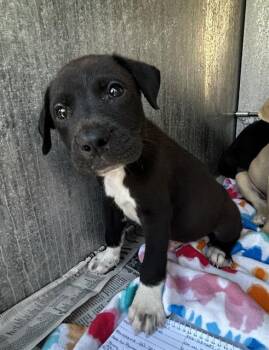 CHARLIE -  Hound Dog for Adoption in San Antonio, Texas - CHARLIE | PetCurious