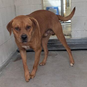 9- Buddy -  Labrador Retriever and Mixed Breed Dog for Adoption in Buchanan Dam, Texas - 9- Buddy | PetCurious