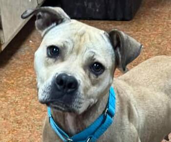 Winnie -  Pit Bull Terrier Dog for Adoption in Euclid, Ohio - Winnie | PetCurious