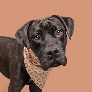 Cody -  Labrador Retriever and Mixed Breed Dog for Adoption in Brentwood, Missouri - Cody | PetCurious