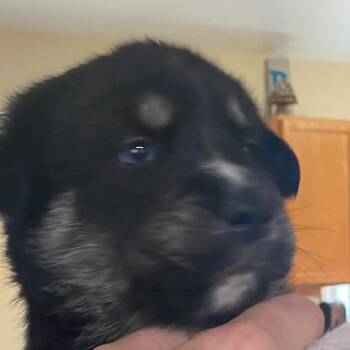 Catahoula Leopard Dog and Siberian Husky Dogs Available for Adoption in Huntsville, Alabama - Snooky | PetCurious