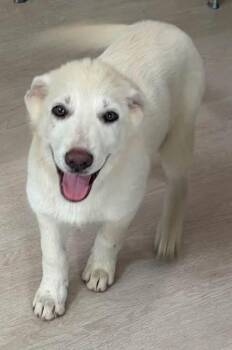 Birdie -  Great Pyrenees and Australian Shepherd Dog Available for Adoption in VERNON ROCKVL, Connecticut - Birdie | PetCurious