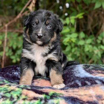 Hermit 06-1623 -  Australian Shepherd and Australian Cattle Dog Blue Heeler Dog for Adoption in Tyrone, Georgia - Hermit 06-1623 | PetCurious
