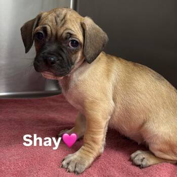 Shay A2295788 -  Pug Dog for Adoption in Los Angeles, California - Shay A2295788 | PetCurious