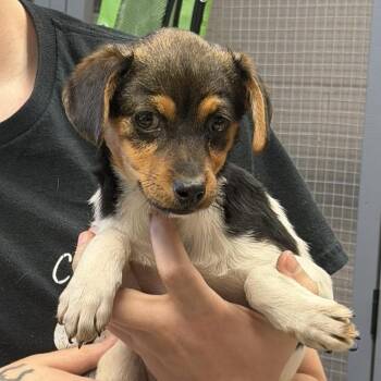 Jack Russell Terrier Dogs Available for Adoption in Washington, District Of Columbia - Maple | PetCurious