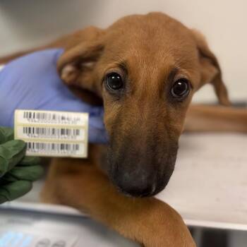 Fawn Leaf Bat -  Mixed Breed Dog for Adoption in Charleston, West Virginia - Fawn Leaf Bat | PetCurious