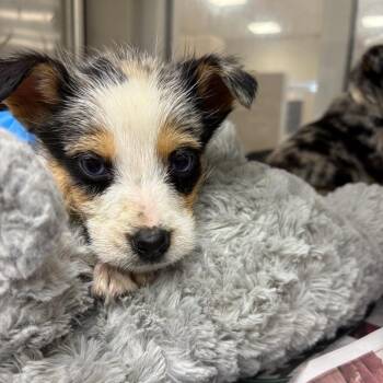 Shepherd and Terrier Dogs Available for Adoption - Ravioli | PetCurious