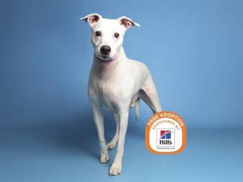 Dalmatian Dogs Available for Adoption - MACK | PetCurious