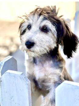 Maltipoo Dogs Available for Adoption in Hawthorne, California - Hudson | PetCurious