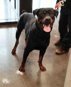 Rocky -  Rottweiler Dog for Adoption in Clarksville, Tennessee - Rocky | PetCurious