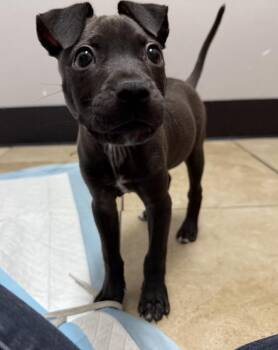 Bodhi -  Mixed Breed Dog for Adoption in Lakeland, Florida - Bodhi | PetCurious