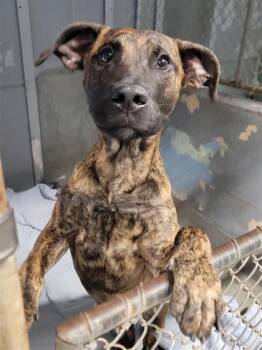Mixed Breed Dogs Available for Adoption - Jetty | PetCurious