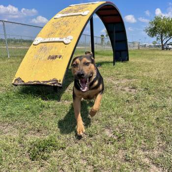 Rescue Shepherd Dogs for Adoption in Harlingen, Texas - Miles | PetCurious
