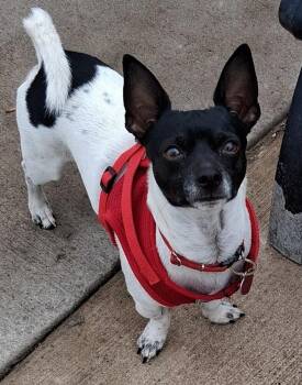 Niko -  Rat Terrier Dog for Adoption in Dallas, Texas - Niko | PetCurious