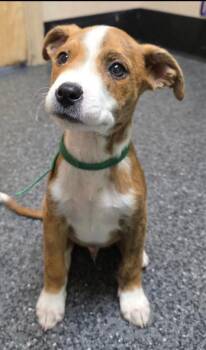 Rumpel -  Pit Bull Terrier and Mixed Breed Dog for Adoption in Roseville, California - Rumpel | PetCurious