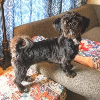 Ladybug -  Shih Tzu Dog for Adoption in Austin, Texas - Ladybug | PetCurious