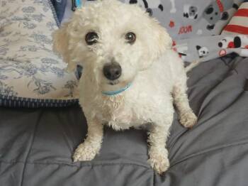 Rain -  Poodle and Maltese Dog for Adoption in Fort Worth, Texas - Rain | PetCurious