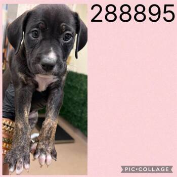 A288895 -  Mixed Breed Dog for Adoption in Macon, Georgia - A288895 | PetCurious
