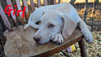 Rescue Labrador Retriever Dogs for Adoption in Richmond, Virginia - Sorry! | PetCurious