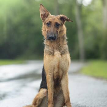Panama -  German Shepherd Dog and Mixed Breed Dog Available for Adoption in Lucedale, Mississippi - Panama | PetCurious
