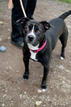 Cherry -  Labrador Retriever and Pit Bull Terrier Dog for Adoption in Frankfort, New York - Cherry | PetCurious