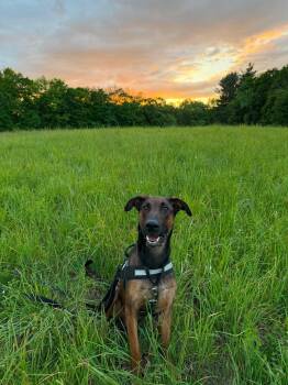 Hope (3 Years Old) -  Belgian Shepherd Malinois and Doberman Pinscher Dog for Adoption in Albany, New York - Hope (3 Years Old) | PetCurious