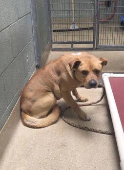 Mixed Breed Dogs Available for Adoption - Cicero | PetCurious