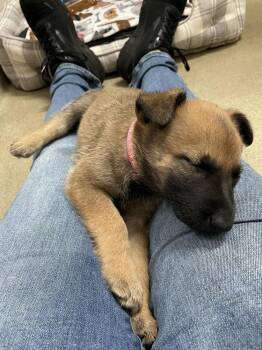 Belgian Shepherd Malinois Dogs Available for Adoption in Imlay City, Michigan - Geo Pups Granite - Located In Florida | PetCurious