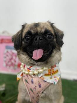Manola-One of our Amazing Rescue Dogs -  Pekingese and Pug Dog for Adoption in Carlsbad, California - Manola-One Of Our Amazing Rescue Dogs | PetCurious