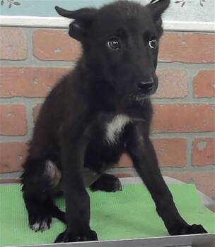 A2086760 -  German Shepherd Dog and Mixed Breed Dog for Adoption in Houston, Texas - A2086760 | PetCurious