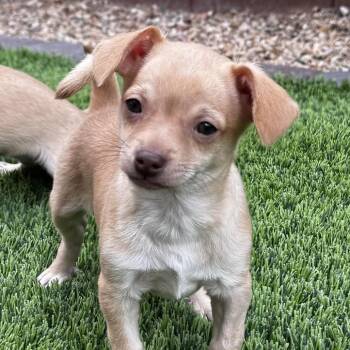 Chihuahua Dogs Available for Adoption in Las Vegas, Nevada - Millie | PetCurious