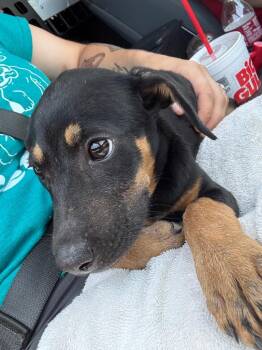 Luna Moth -  Labrador Retriever and Mixed Breed Dog for Adoption in Rockport, Texas - Luna Moth | PetCurious