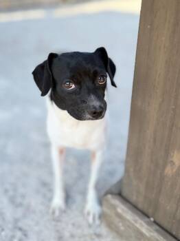 Jinx -  Pug and Chihuahua Dog for Adoption in Muskegon, Michigan - Jinx | PetCurious