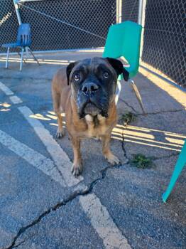 Mastiff Dogs Available for Adoption in Bernalillo, New Mexico - Sadie | PetCurious