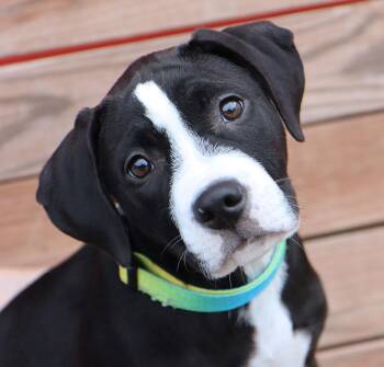 Nell (AO37234) -  Boxer Dog for Adoption in Kansas City, Kansas - Nell (AO37234) | PetCurious