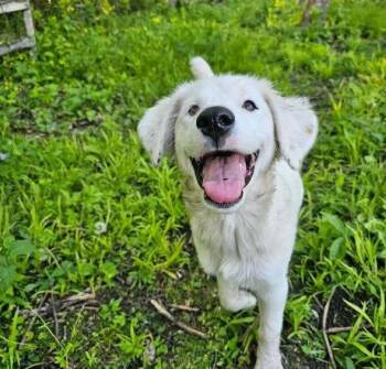 Australian Shepherd Dogs Available for Adoption in Hastings, Minnesota - Sparrow | PetCurious