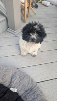 Benjamin 2321 -  Schnauzer and Poodle Dog for Adoption in Aurora, Colorado - Benjamin 2321 | PetCurious