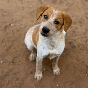 Hound Dogs Available for Adoption - River  | PetCurious