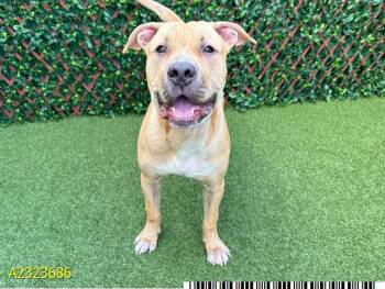 Mixed Breed Dogs Available for Adoption - ROGAN | PetCurious