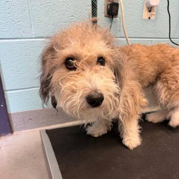 Pancake -  Petit Basset Griffon Vendeen and Mixed Breed Dog for Adoption in Charlottesville, Virginia - Pancake | PetCurious