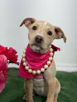 Layla-One of our Amazing Rescue Dogs -  Labrador Retriever and Carolina Dog Dog for Adoption in Carlsbad, California - Layla-One Of Our Amazing Rescue Dogs | PetCurious
