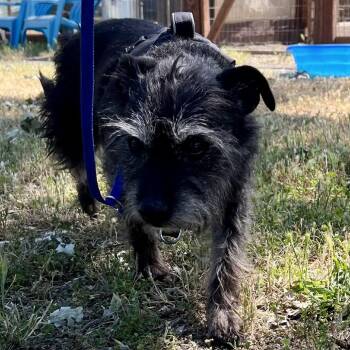 Terrier Dogs Available for Adoption in Sonoma, California - Jackson | PetCurious
