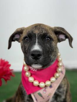 Tiana-One of our Amazing Rescue Dogs -  Plott Hound and Husky Dog for Adoption in Carlsbad, California - Tiana-One Of Our Amazing Rescue Dogs | PetCurious