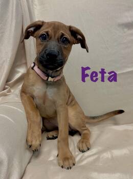 Feta -  Labrador Retriever Dog for Adoption in Walker, Louisiana - Feta | PetCurious