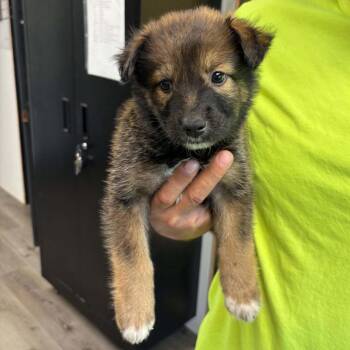Empanada Mama -  Australian Shepherd and Great Pyrenees Dog for Adoption in Nashville, Tennessee - Empanada Mama | PetCurious